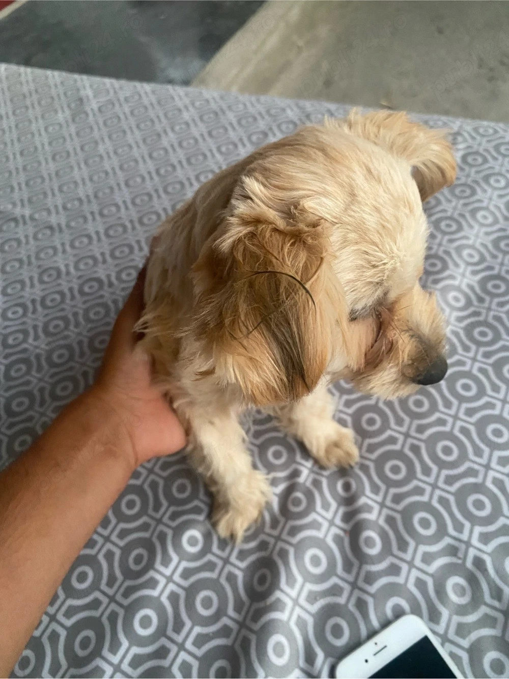 vand bichon 