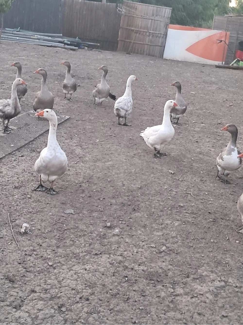vand 12 gâște de casa