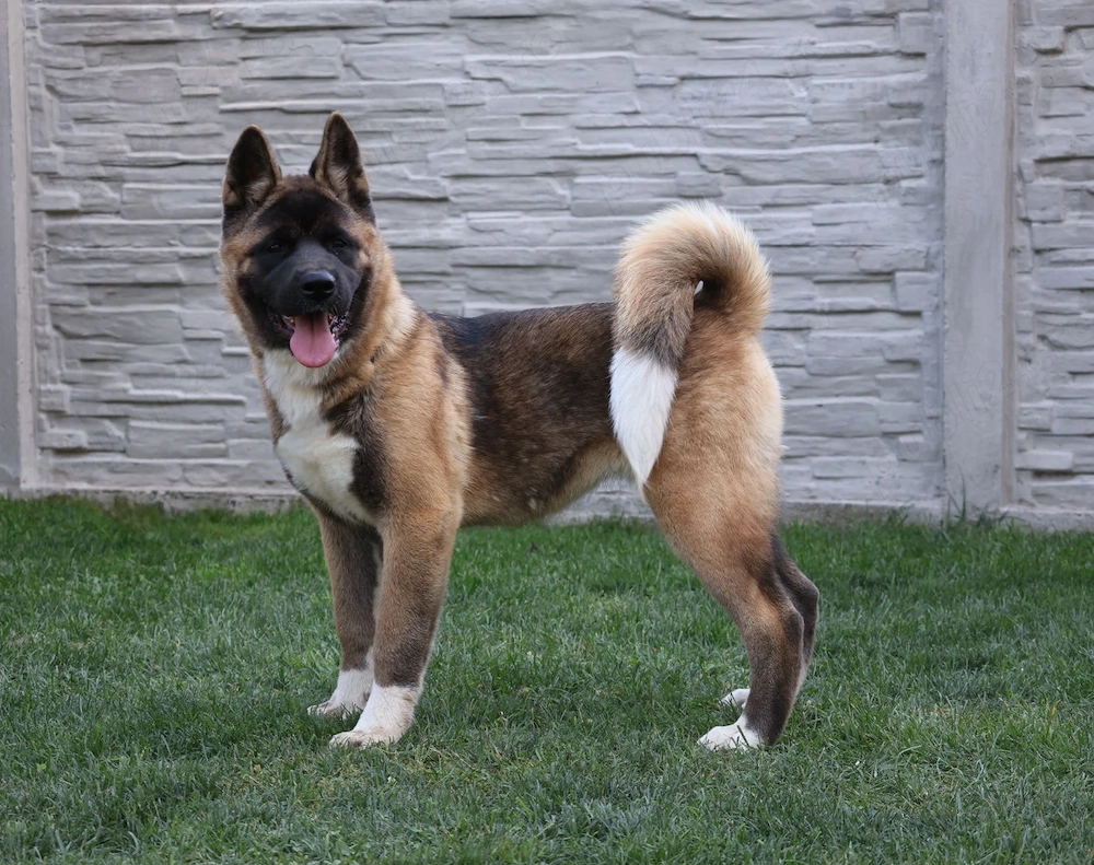 Akita american rasa pura 