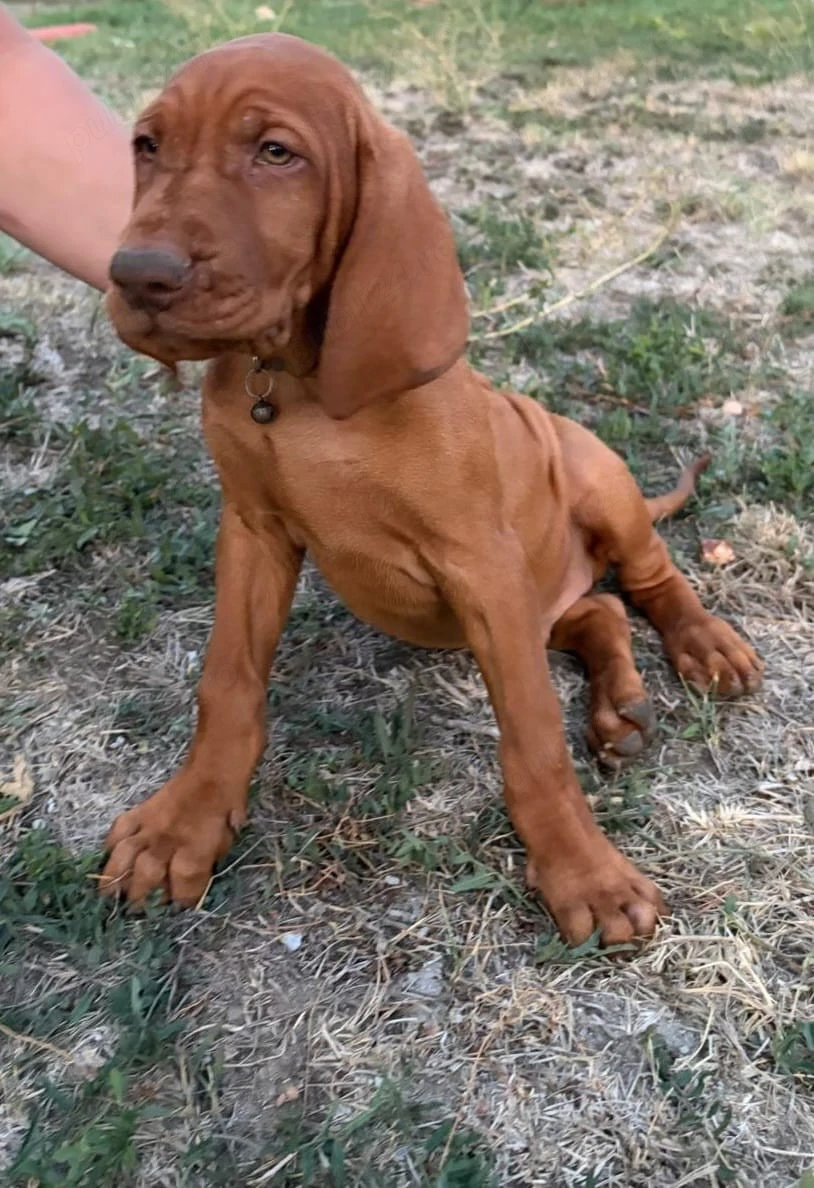 Căţeluşi "Vizsla maghiar "  9 saptamani!