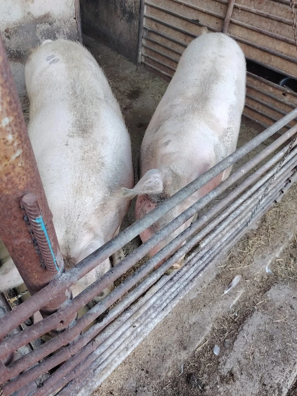 Porci de vanzare 11lei kg siclau arad