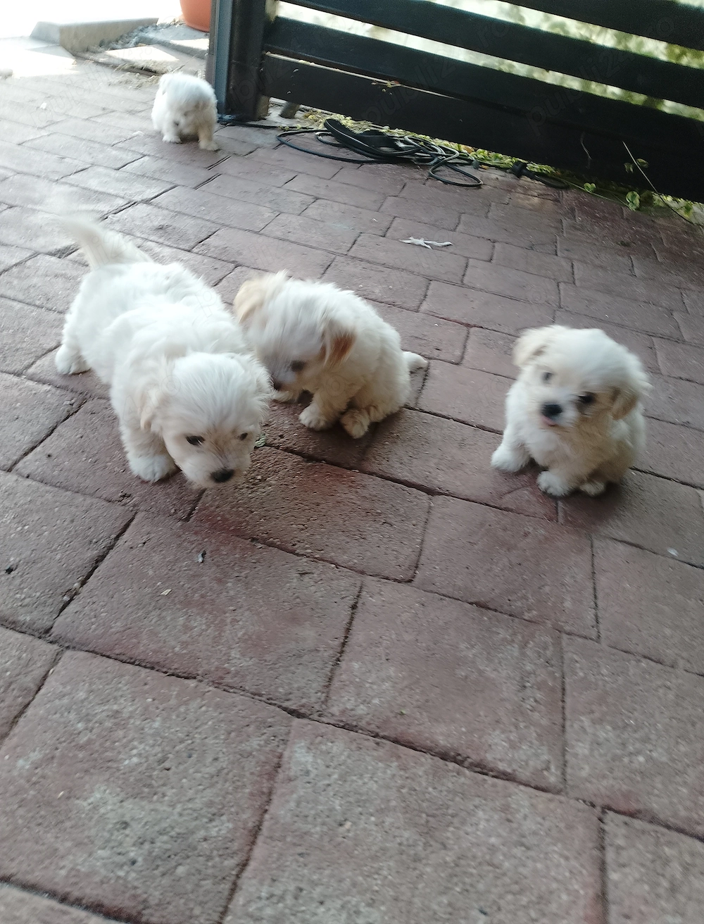 Bichon maltez talie mica