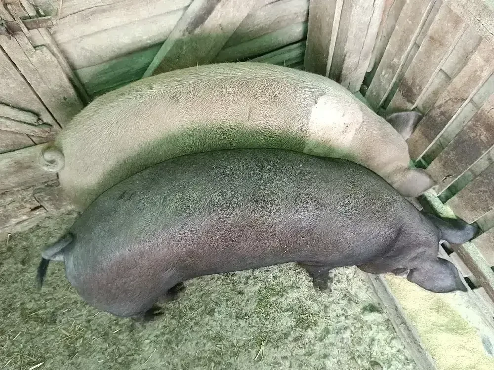 Vand 2 porci 