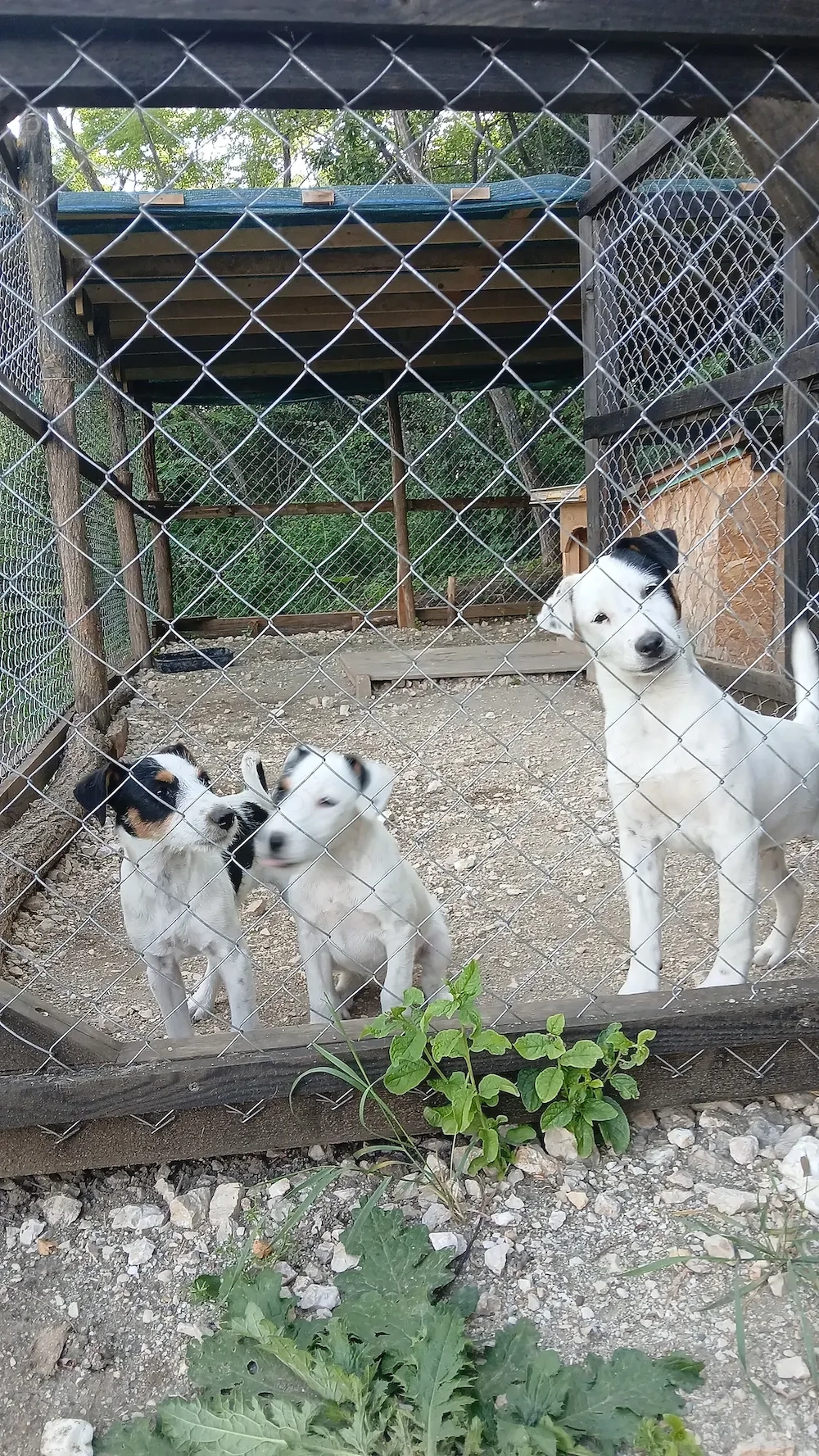Vand Jack Russel Terrier
