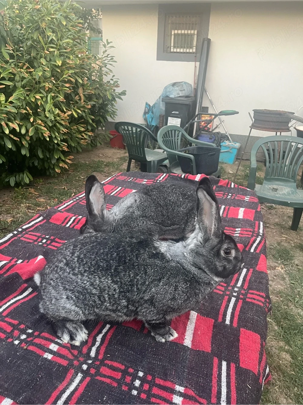 femele chinchilla iepuri