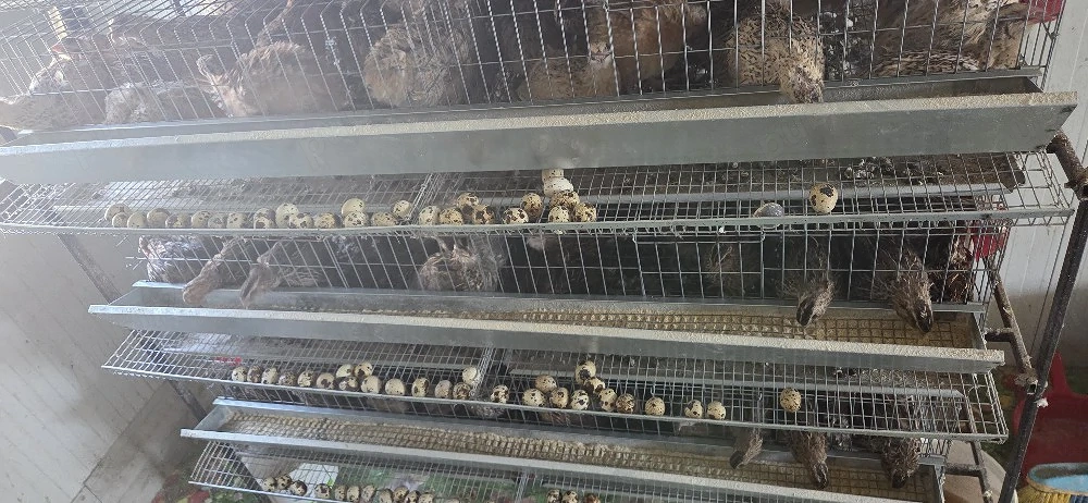 Ouă de prepeliță 