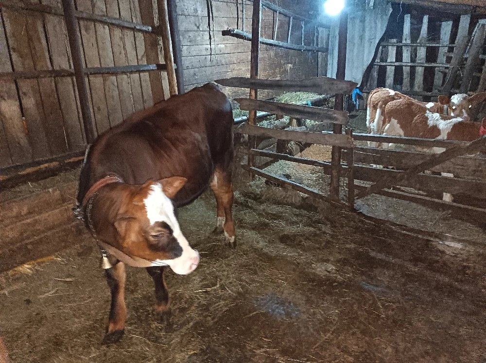 Disponibile animale