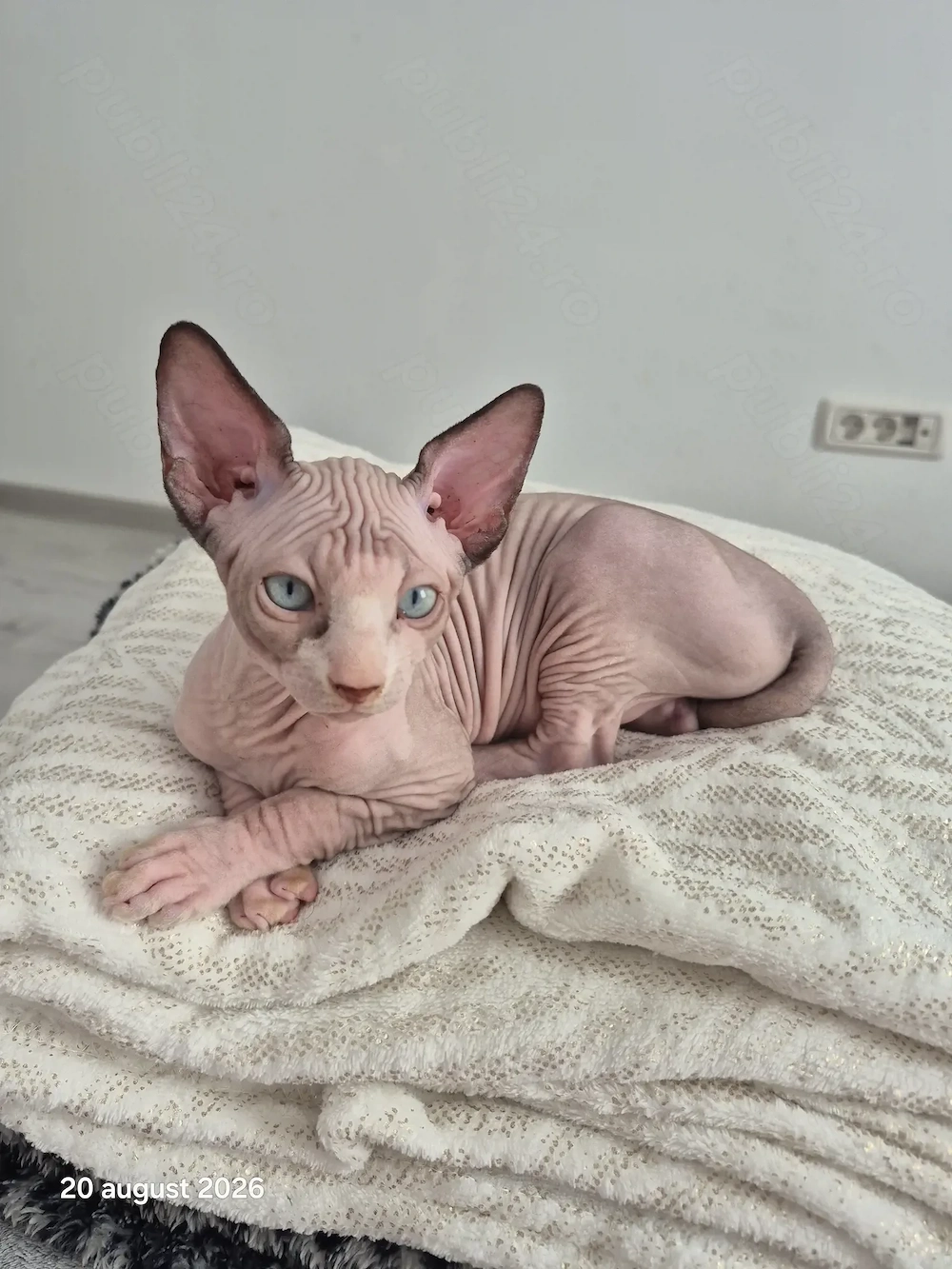 Puii mei superbi de sphinx