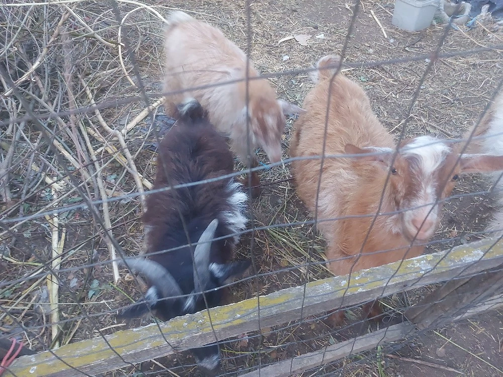 Iezi de vânzare