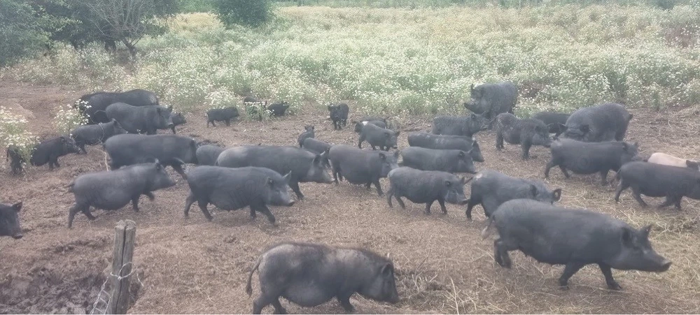vand porci vietnamezi crescuti in libertate