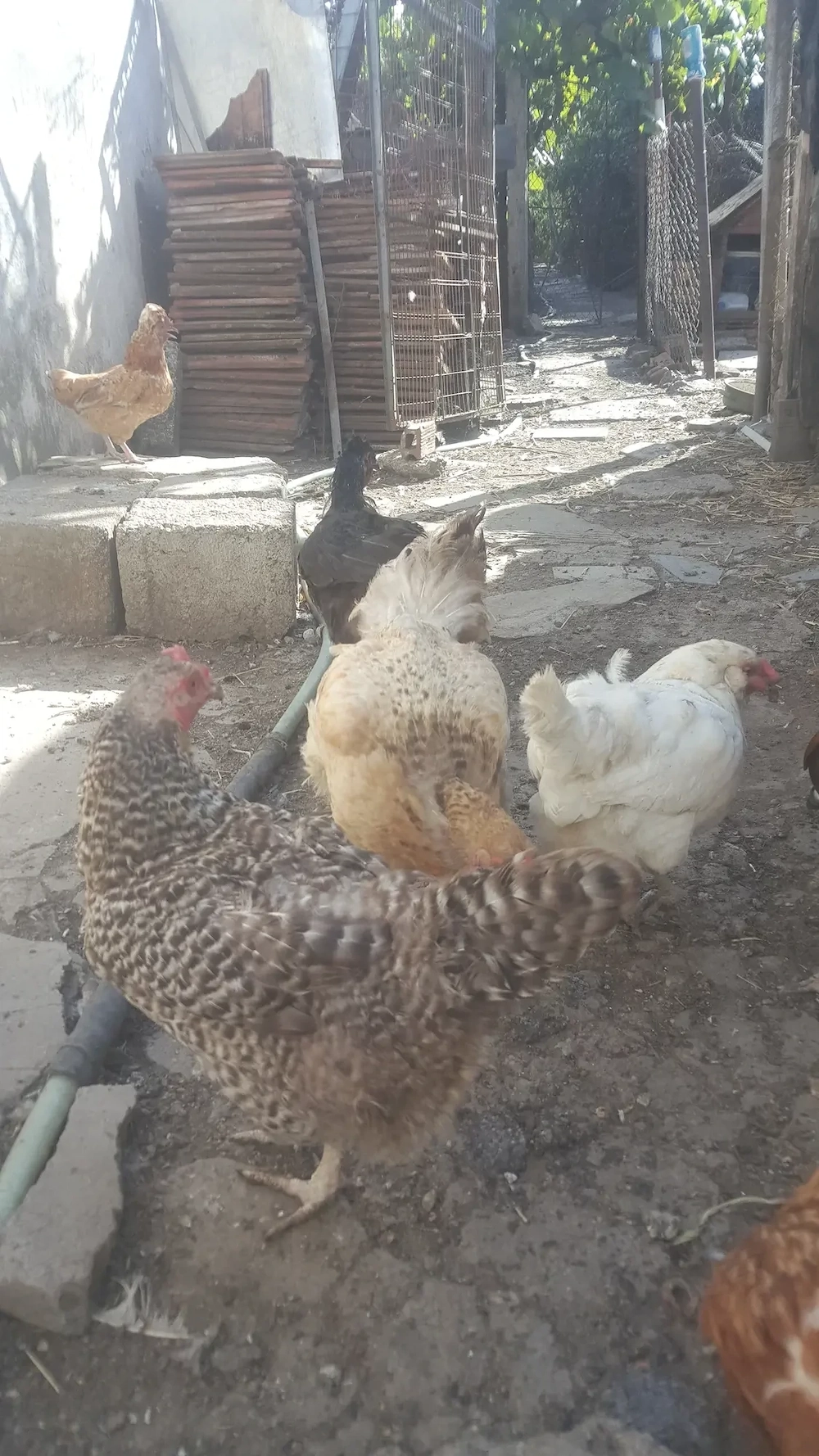 vând șase găini și doi cocoși