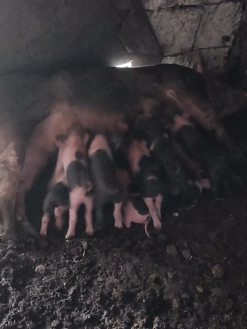scroafe de vânzare cu purcei