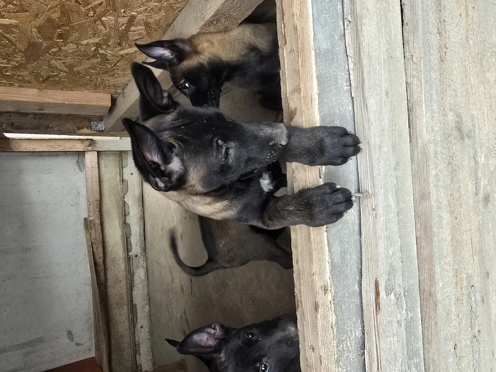 Ciobănesc malinois belgian  cu pedigree 