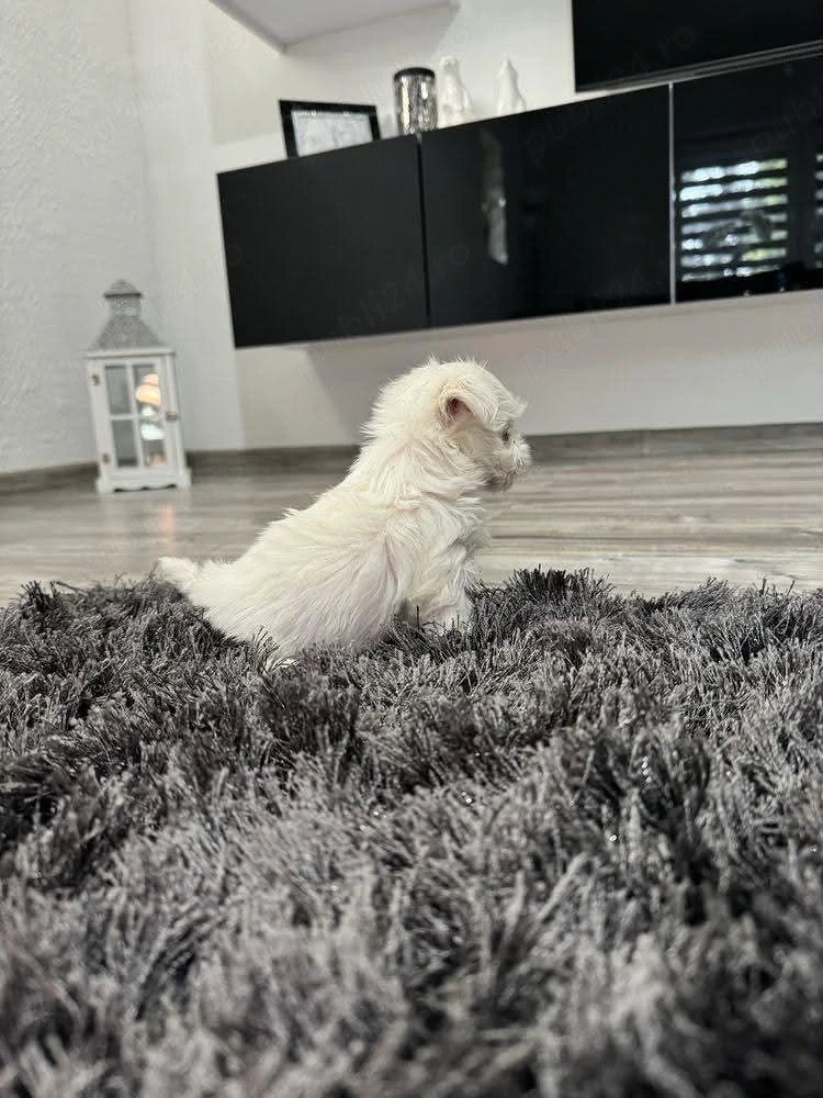 Vand bichon maltez mini toy sunt deparazitați