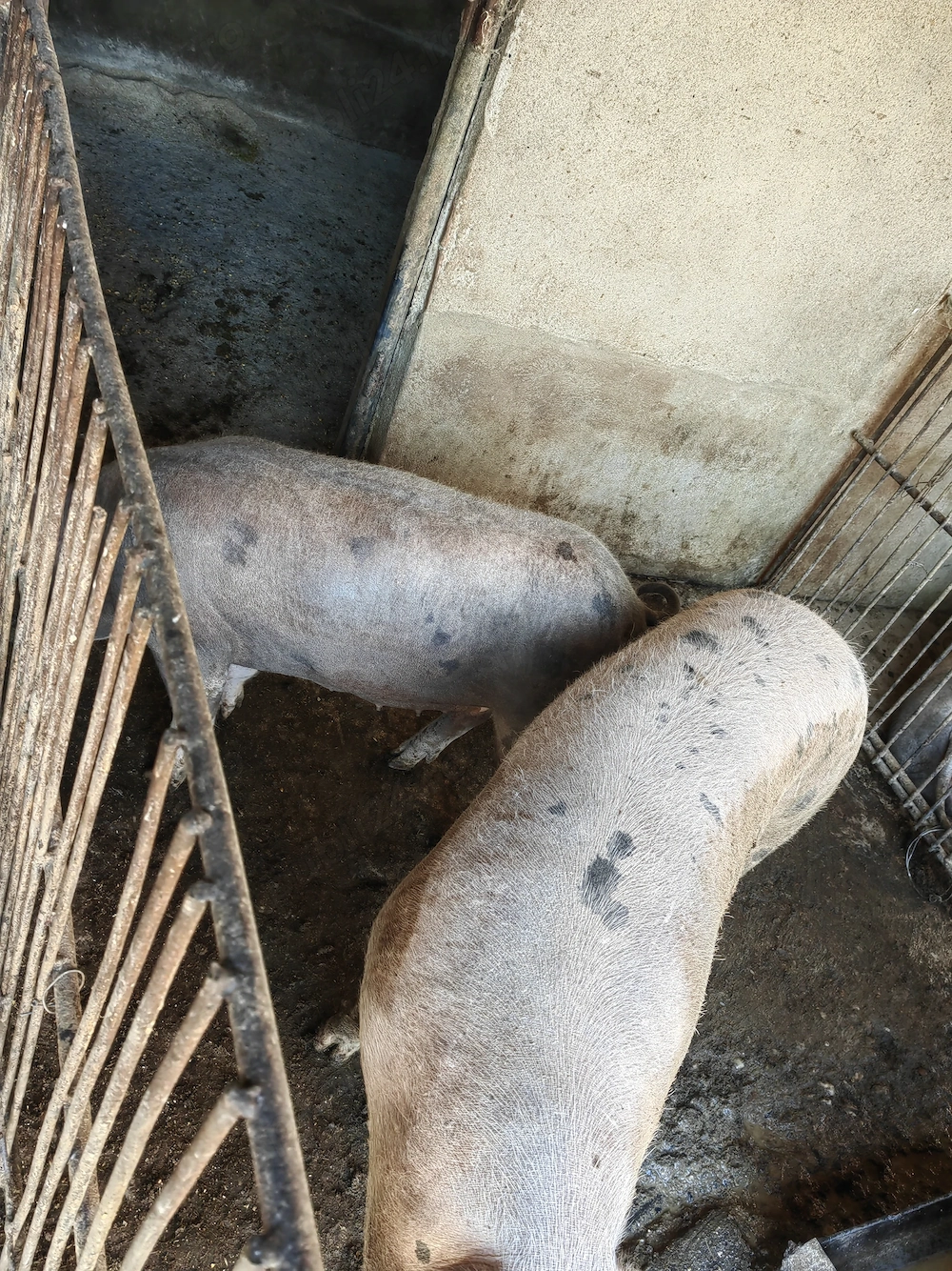 Porci de vanzare