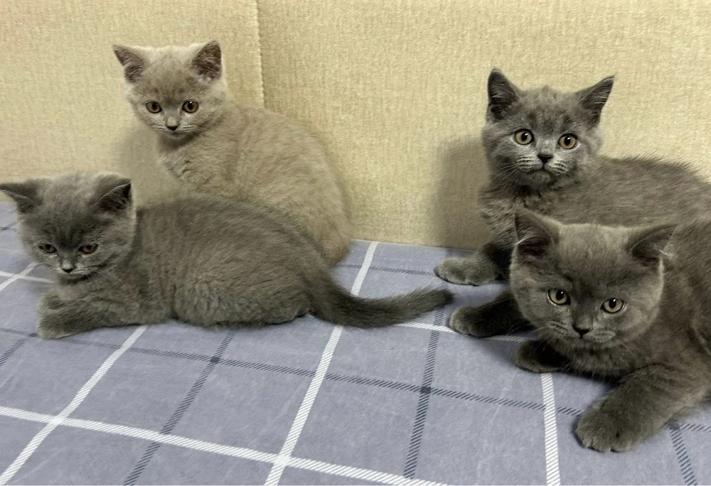 vand pui british shorthair rasa pura