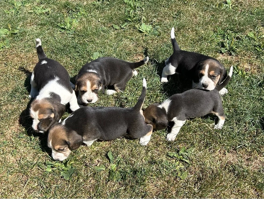 Pui Beagle