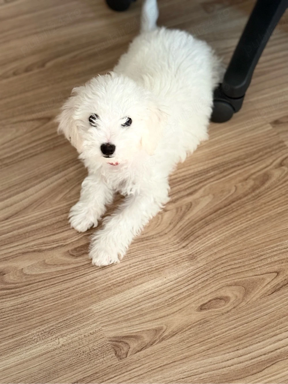 vand bichon maltez 