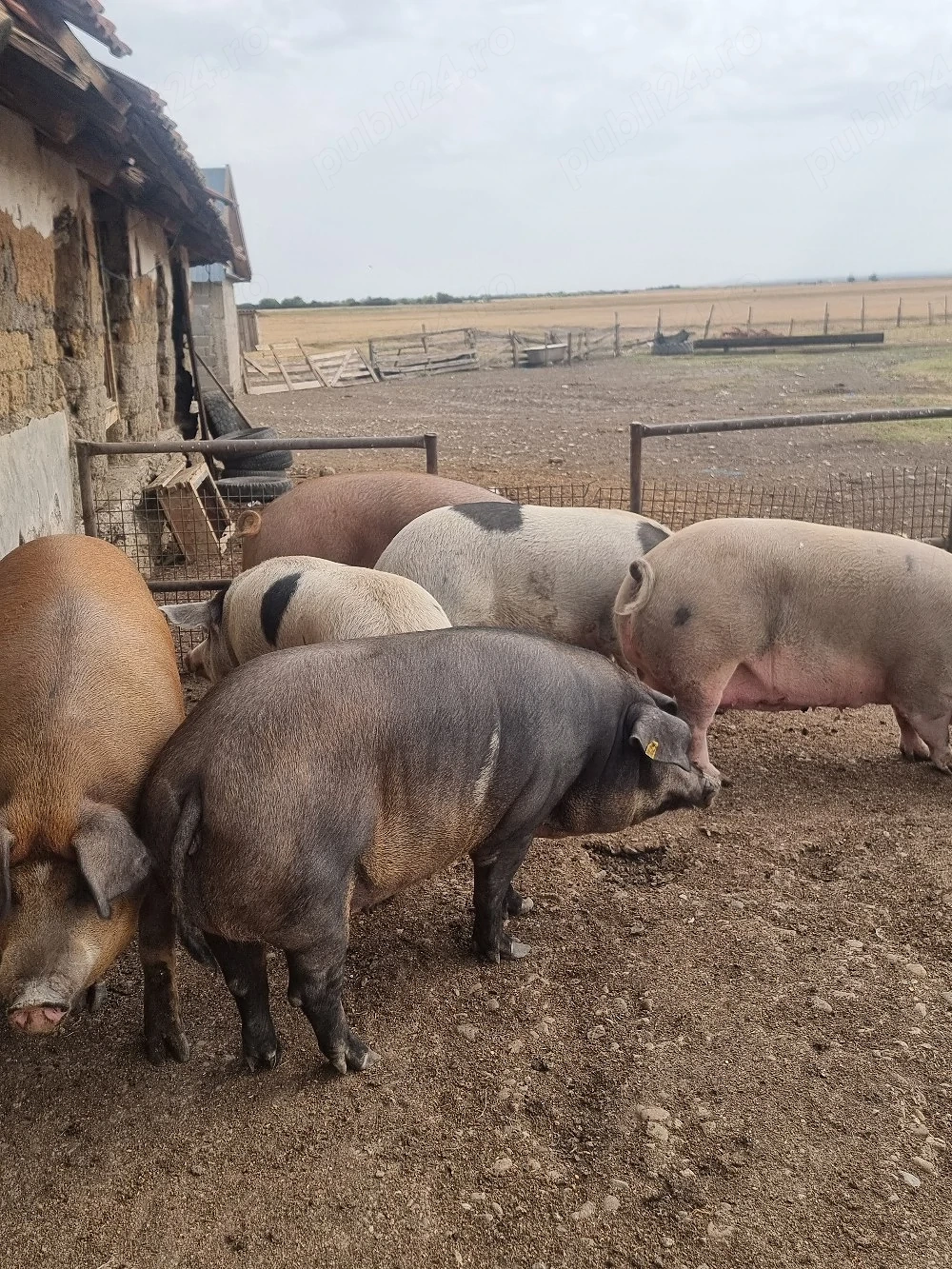 vand porci 250 300 kg 14 lei kg 
