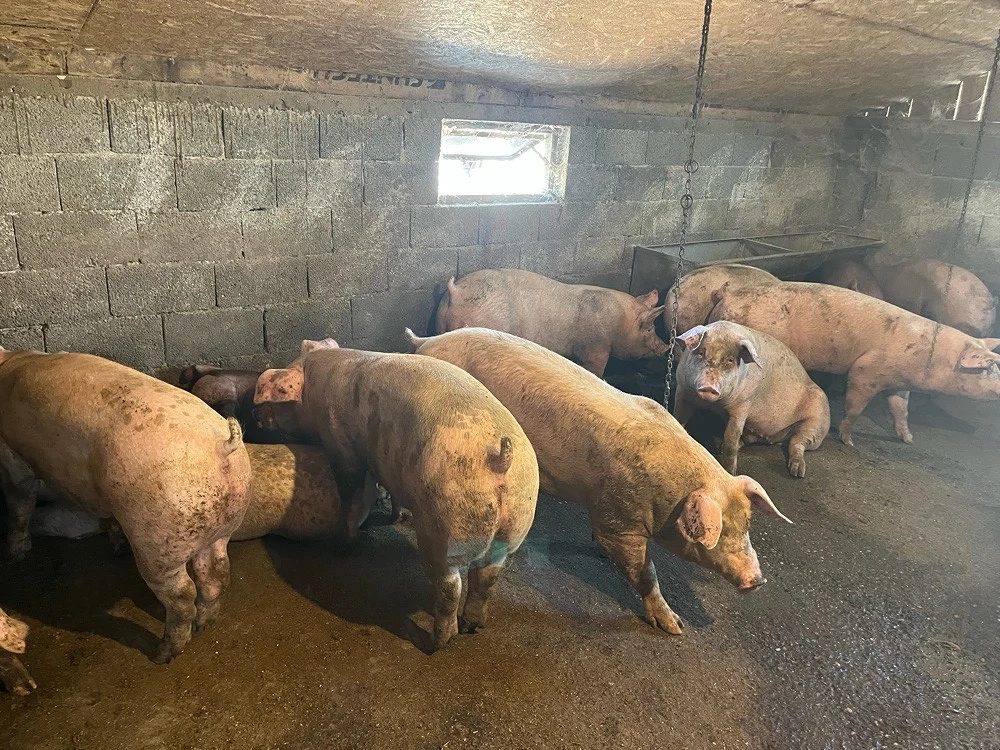 vand porci de carne 