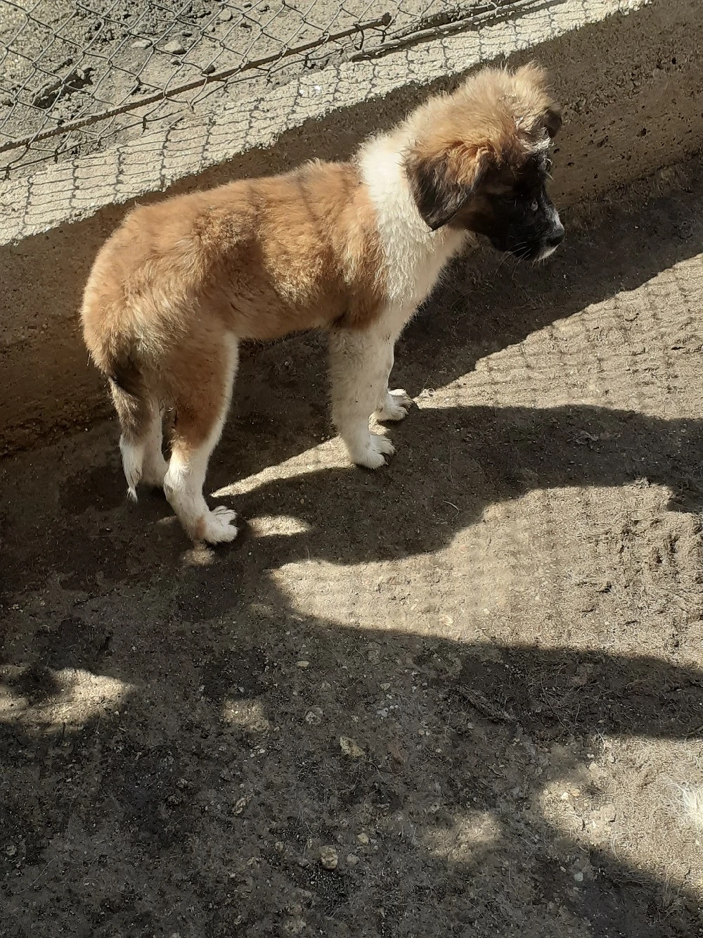 De Vânzare Căței Saint - Bernard