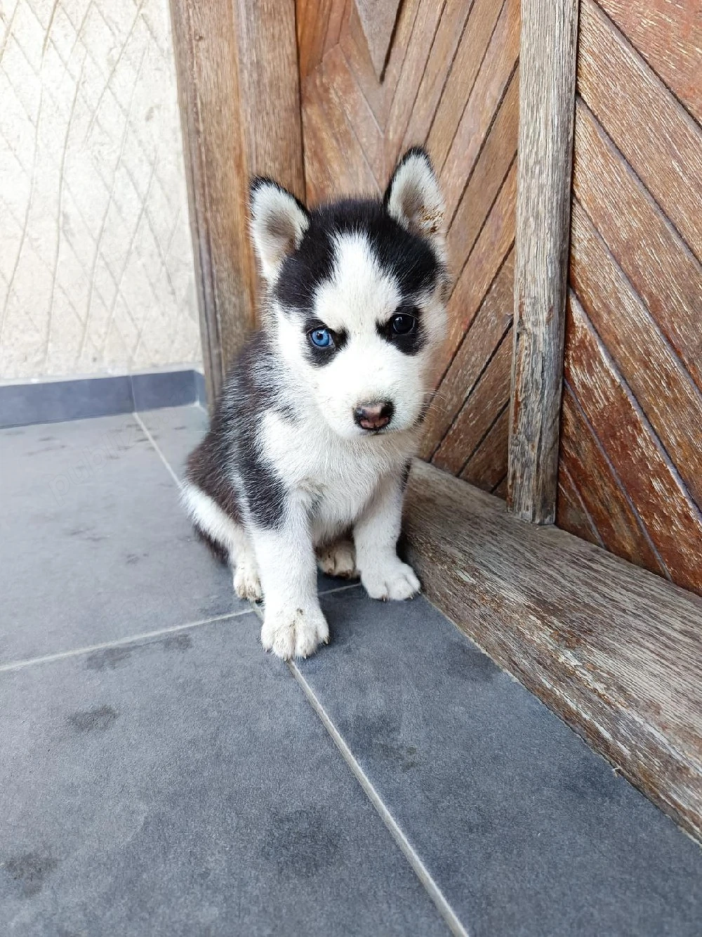 Vând cățeluși de rasă Husky Siberian