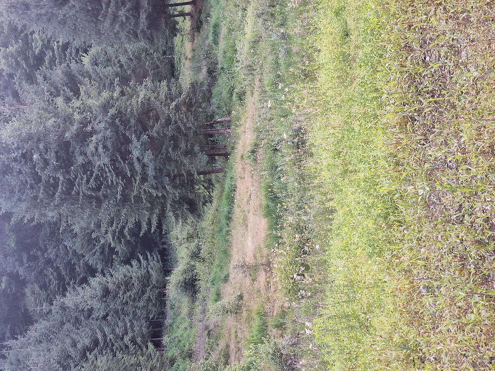 Teren de vanzare in zona de munte 