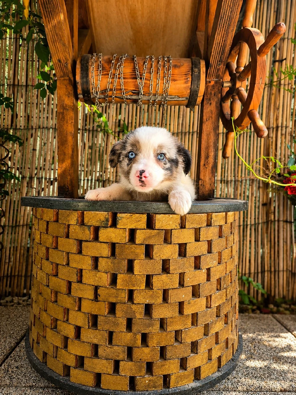 Border Collie pedigree export 