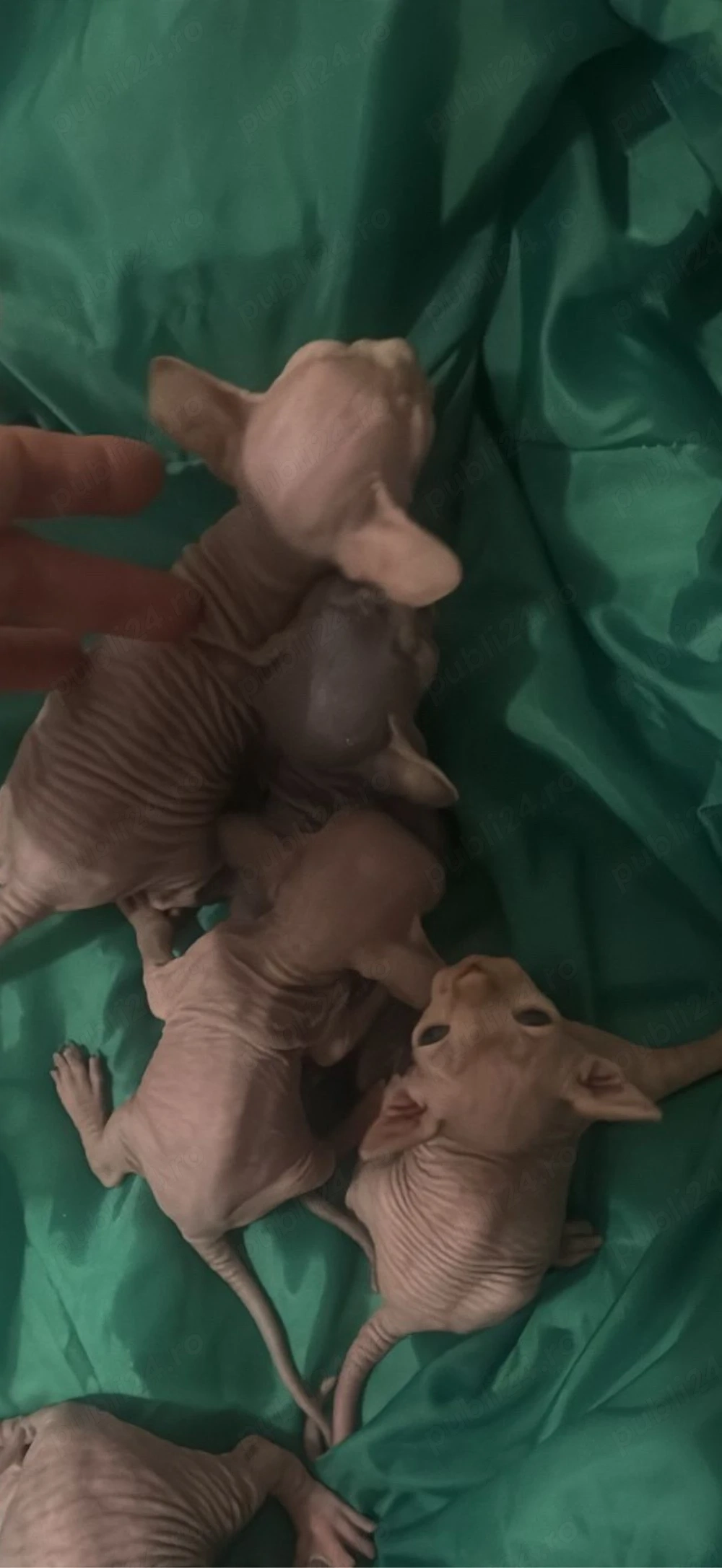 puiuti sphynx pt rezervare
