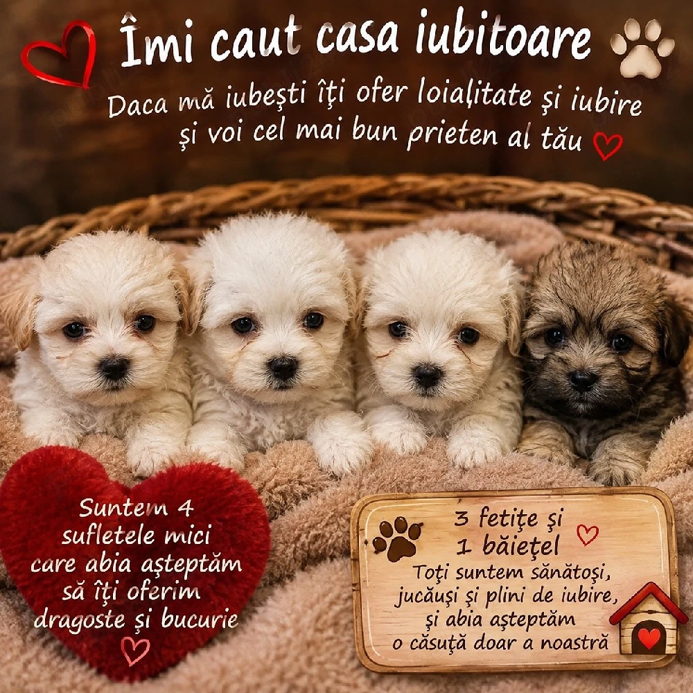 Vând Bichon Havanez au 2 luni, își caută familii iubitoare!