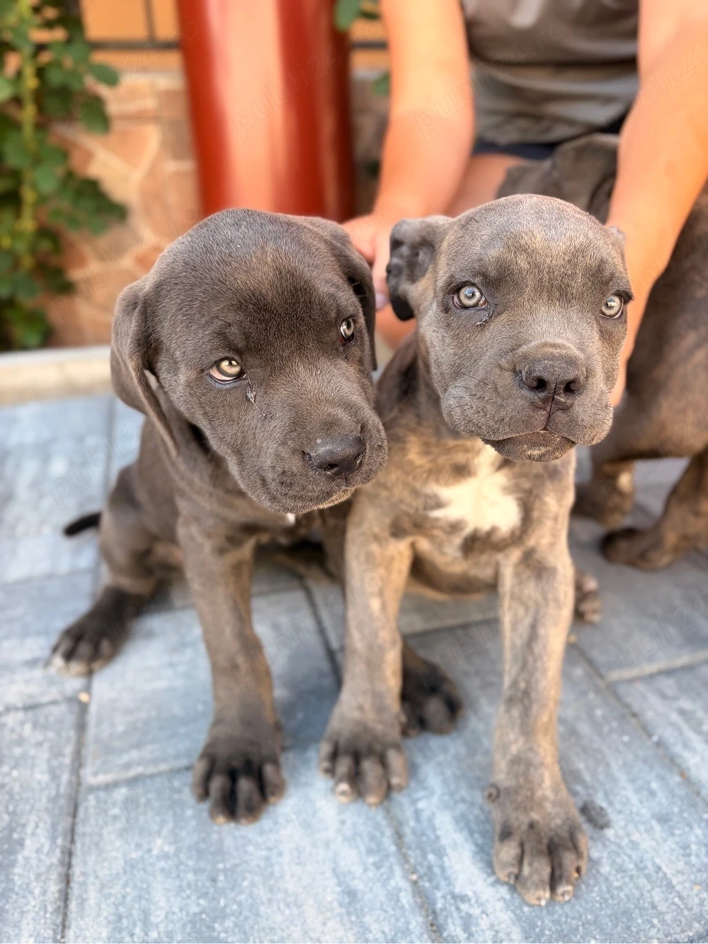 Pui Cane Corso 