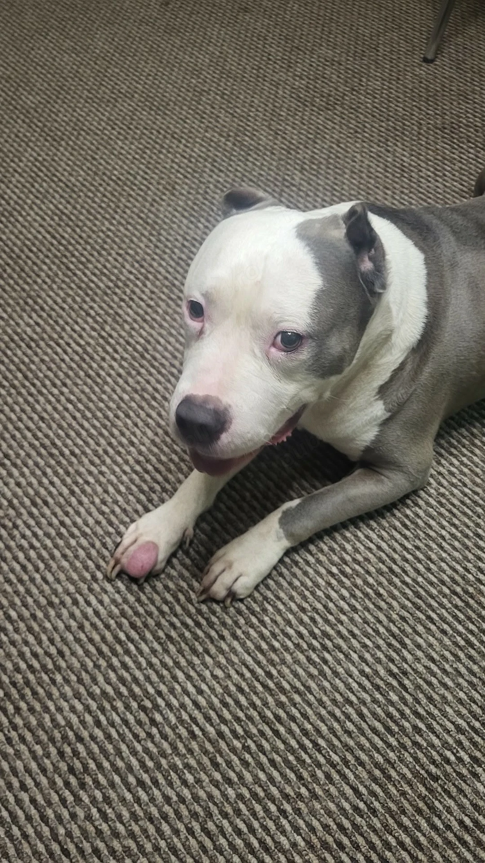 American Bully xl