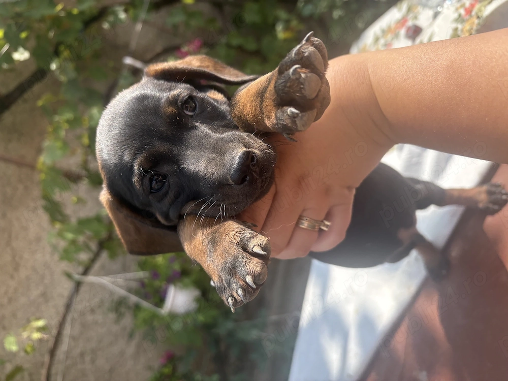 Căutăm căsuță nouă pentru puiuții noștri  Tekel păr scurt..vârsta 2 luni 