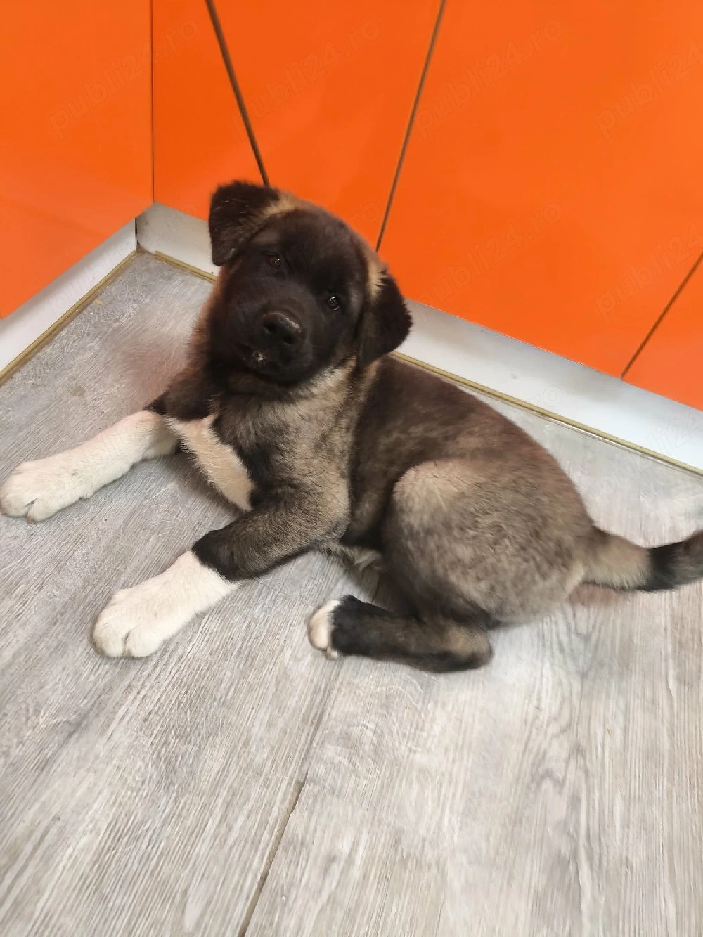 Akita American 