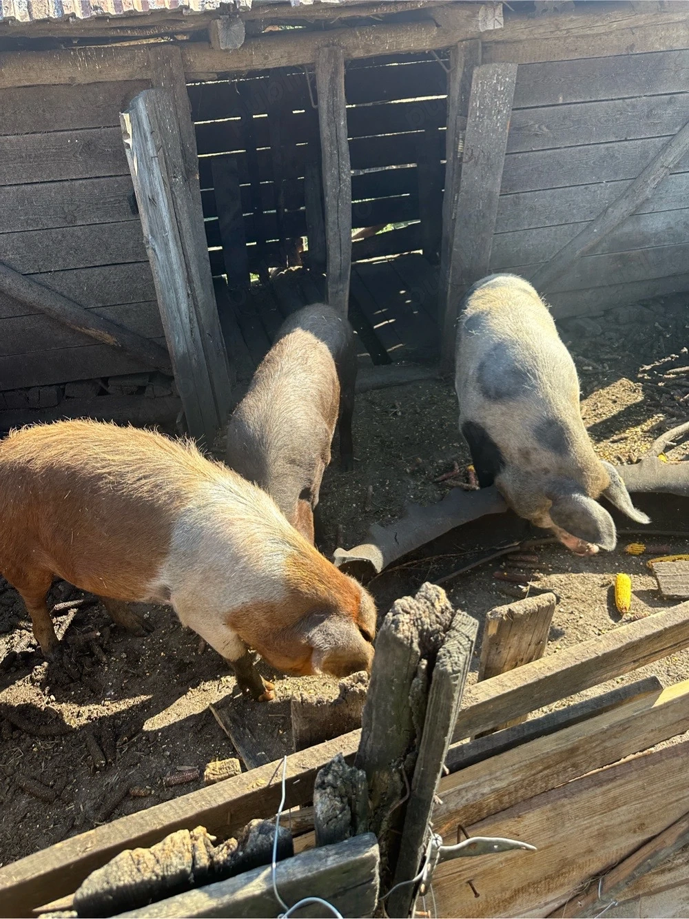 Porci de vânzare