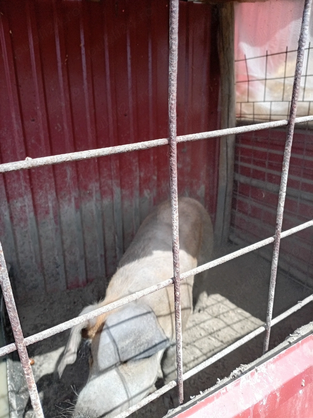 Fier Duroc de monta infur de140kg