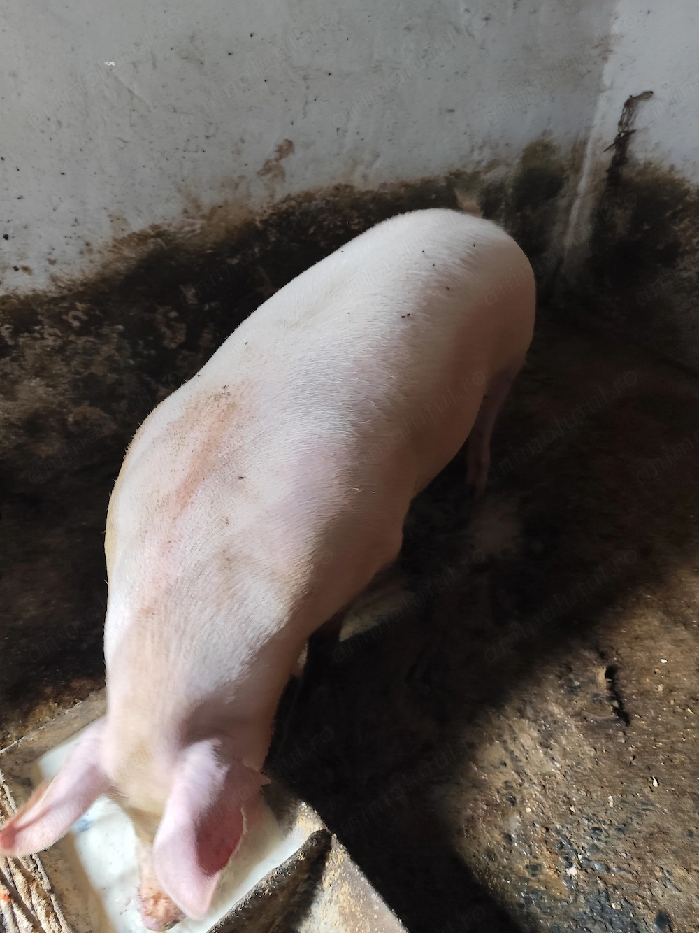 Vând porc crescut cu mâncare de casă, urluială,la prețul de 15 lei kilogramul.