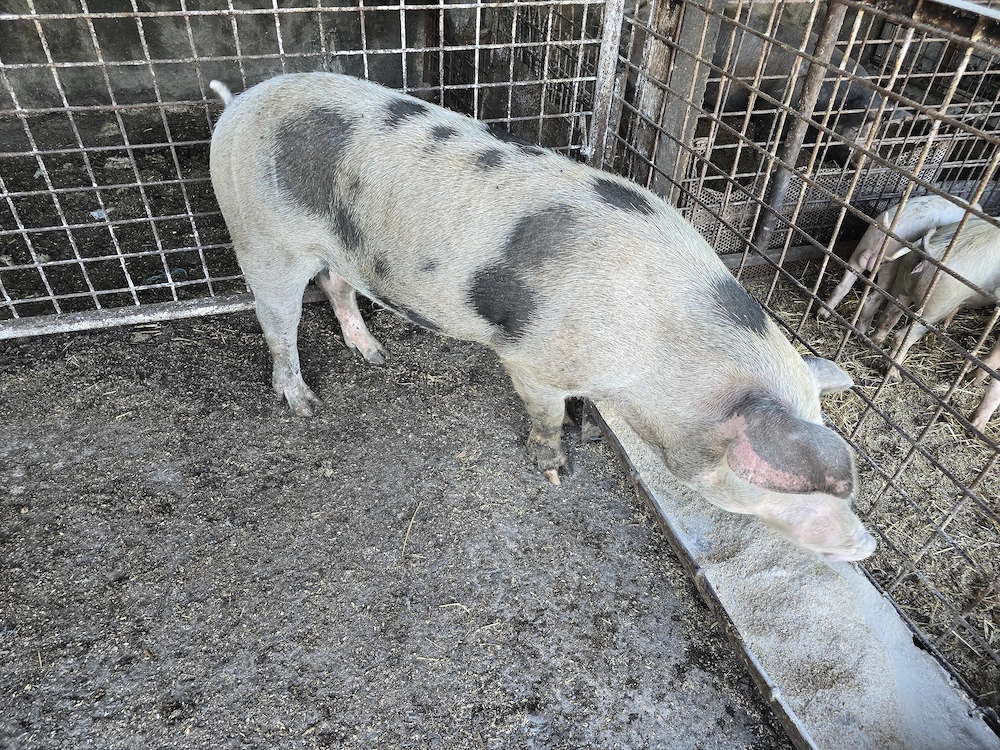 Vand vier din rasa Pietran