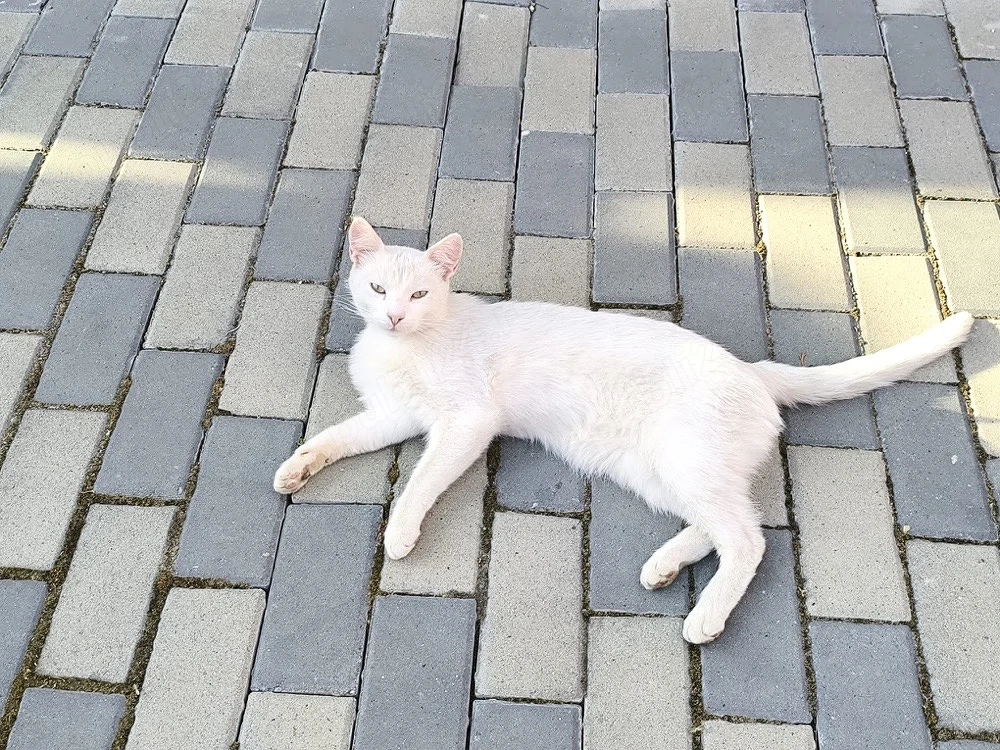Doi motănei spre adopție 