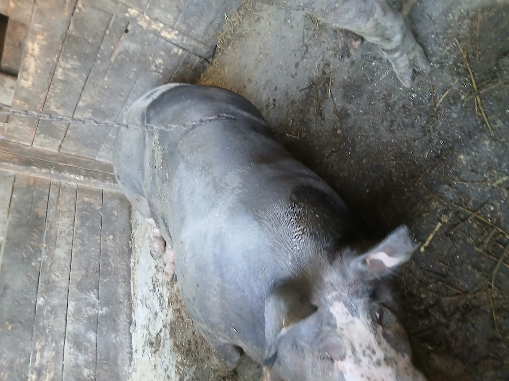 Porci pietrean de vanzare