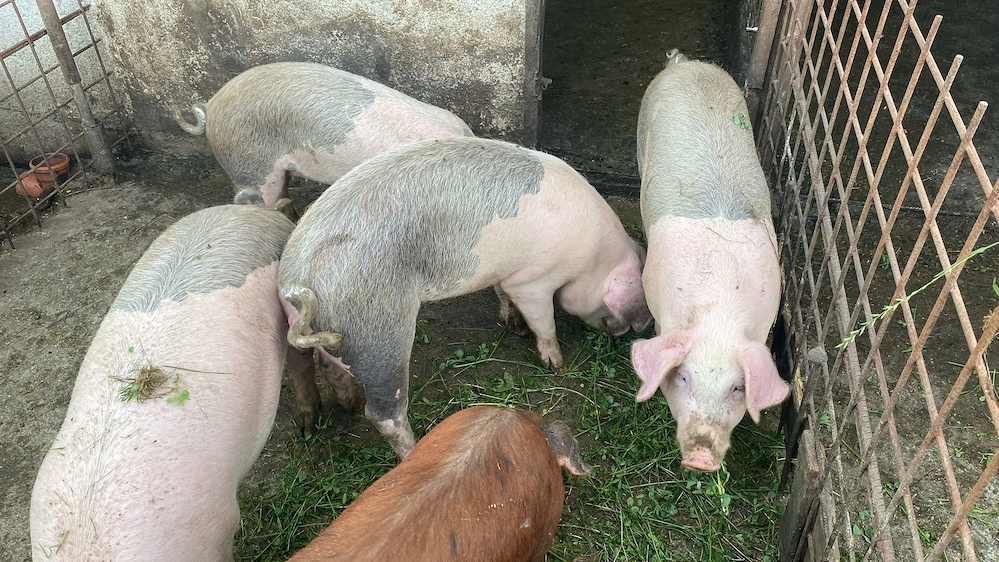 Porci de vânzare Marele alb 