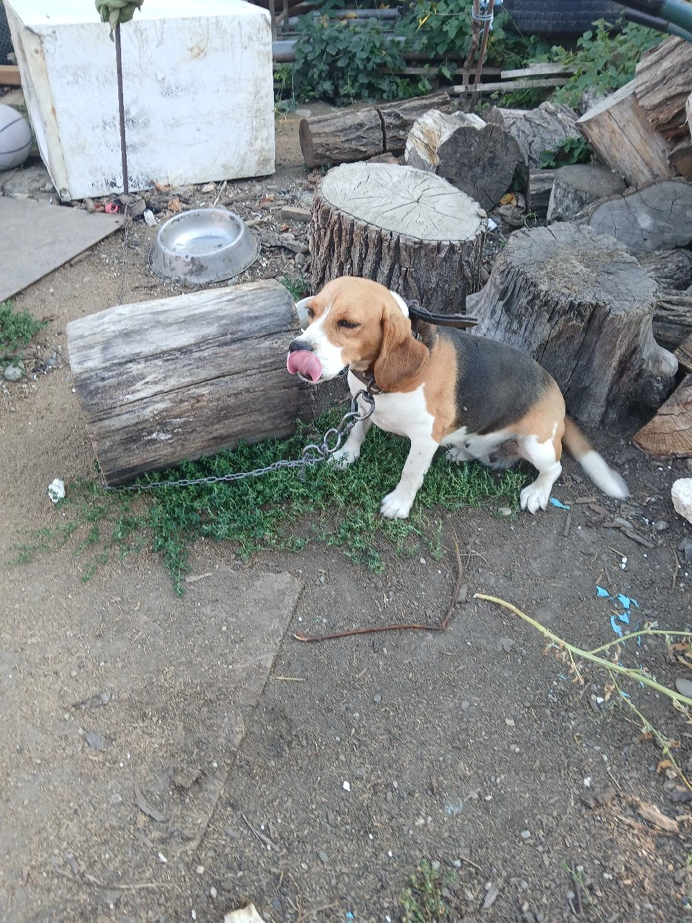 cățelușa  rasă  beagle