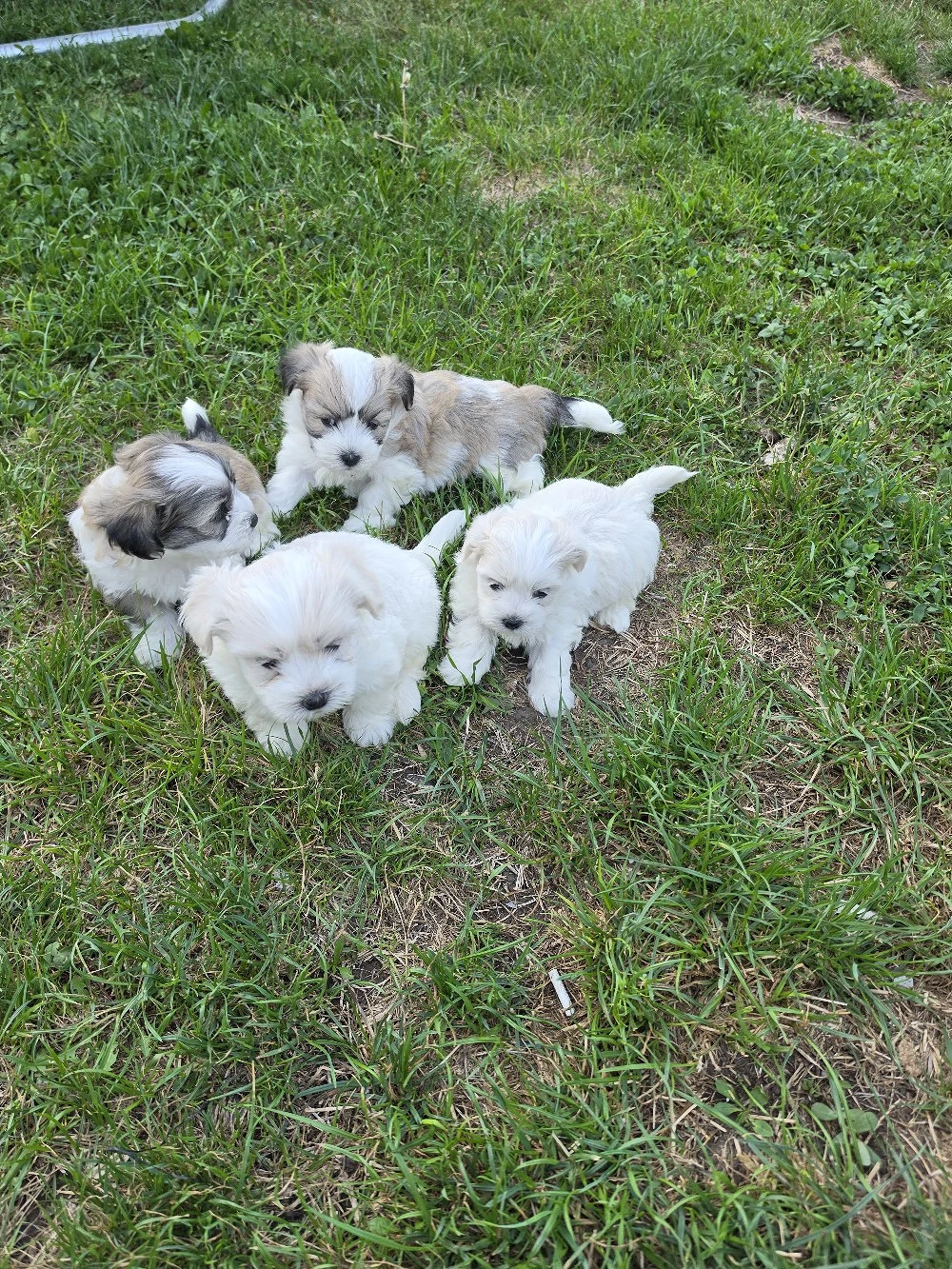 pui bichon maltez mini