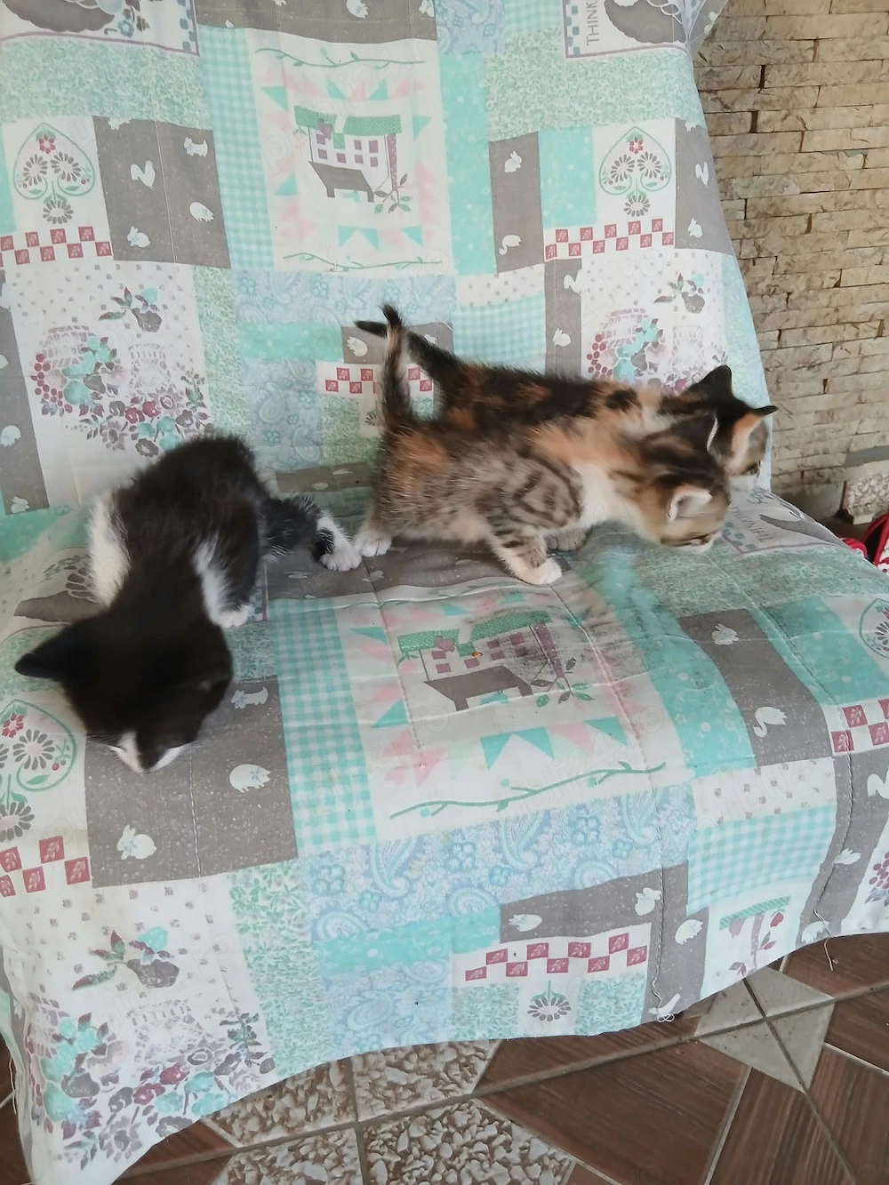 Adoptii pui de pusica