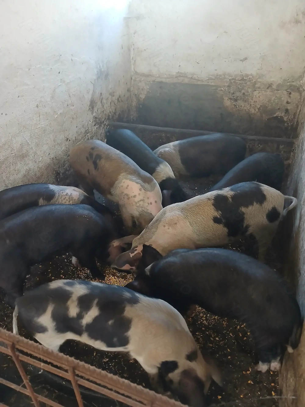 Soldani  Frumosi de Vanzare!