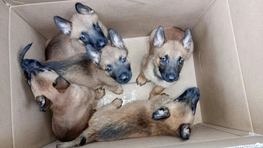Pui ciobanesc belgian malinois originali