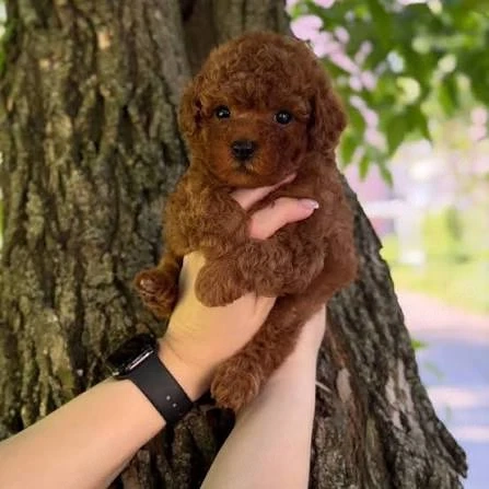 Pudel Poodle Toy Mini roșcat de excepție de vânzare   Genotip și fenotip deosebit | 8 săptămâni