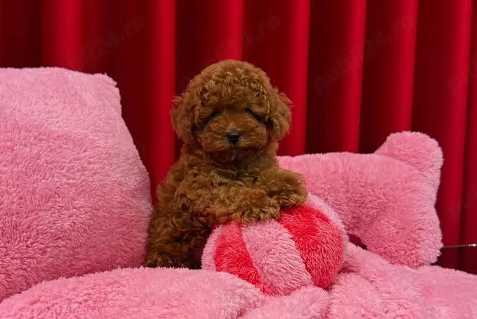Pudel Poodle Toy Mini roșcat de vânzare   Companion pentru orice familie