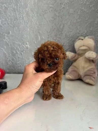 Pudel Poodle Toy Mini roșcat de vânzare   Linie valoroasă, aspect deosebit