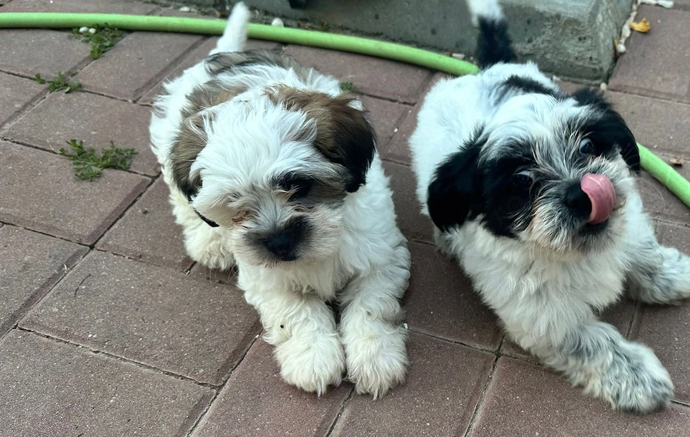 Catelusi pufosi Shih Tzu
